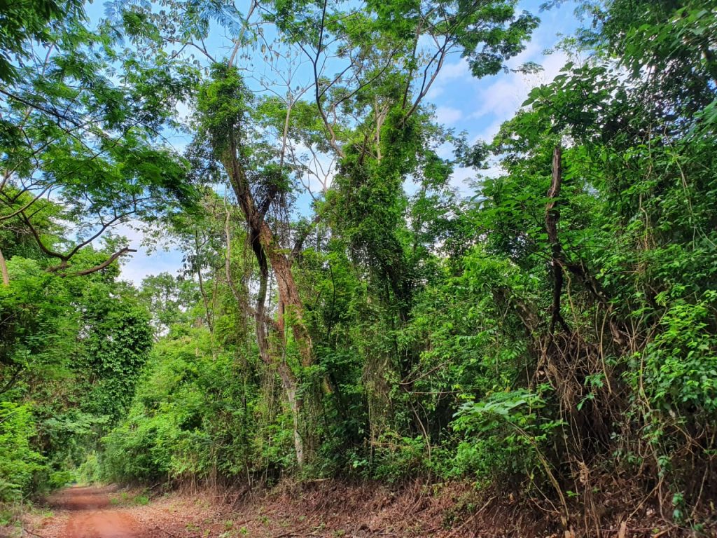 Entrevias realiza caminhada ecológica na Mata de Santa Tereza em Ribeirão Preto