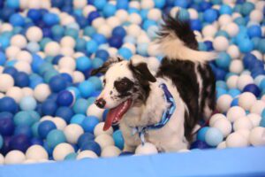 Shopping Iguatemi Ribeirão Preto promove o divertido evento Pet Day