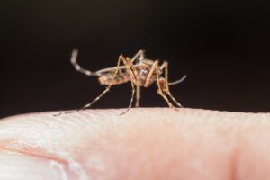  Dengue: cuidar da saúde, evitar automedicação e combater criadouros do mosquito são condutas fundamentais