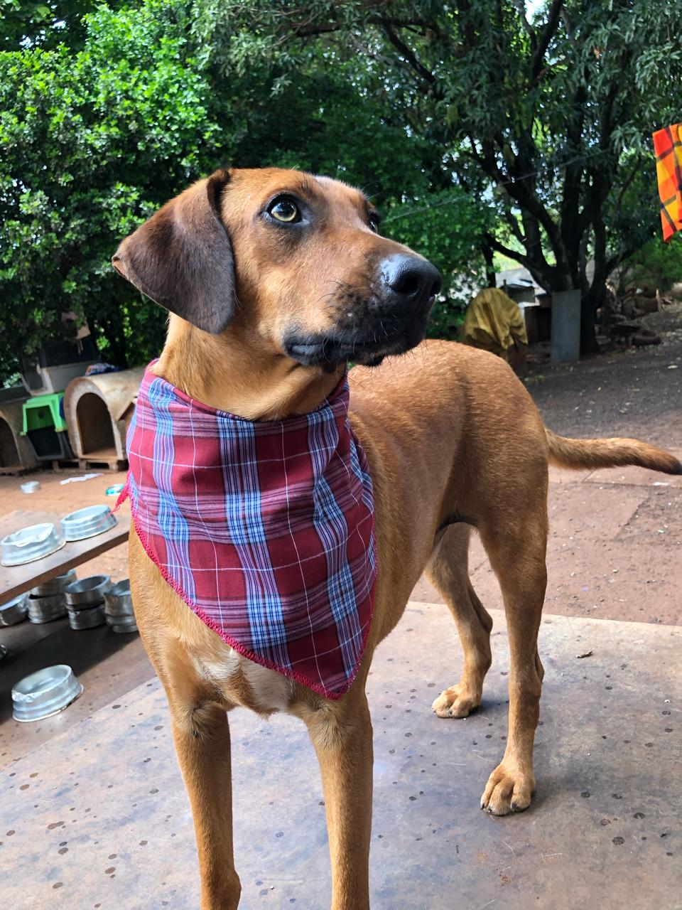 Expo Intercâmbio realiza parceria com Associação Amigos dos Animais de Ribeirão Preto