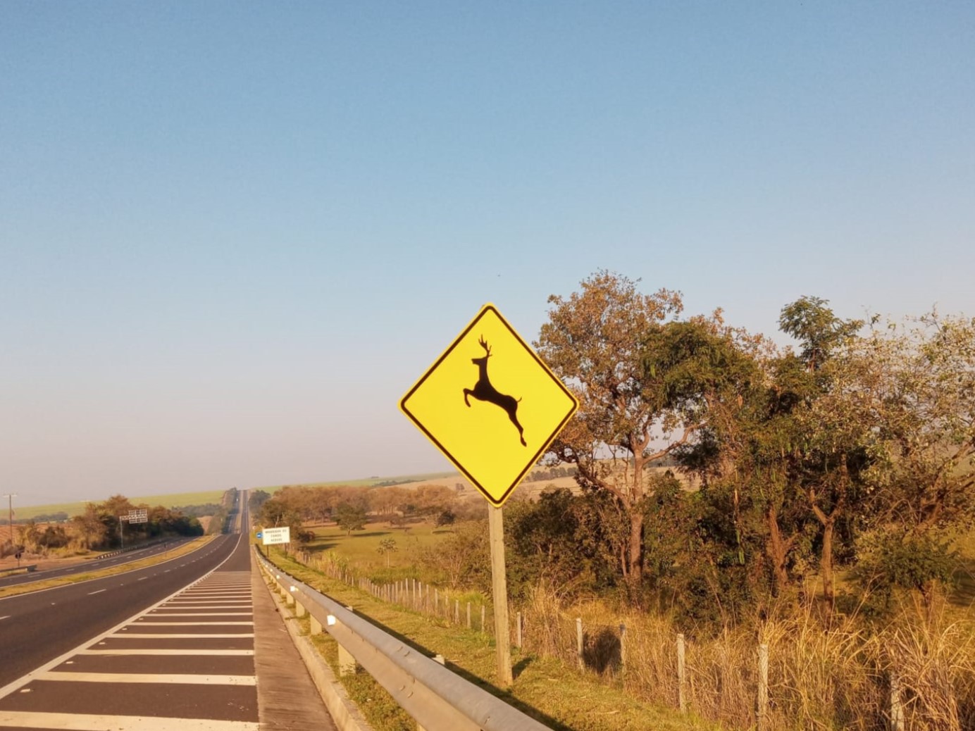 Tem animal na pista? Saiba o que fazer