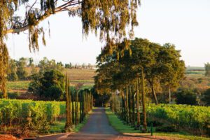 Vinícola Biagi, localizada em Cravinhos (SP), inaugura Osteria Elisabetta neste sábado  