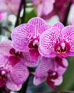 Ribeirão Preto recebe Festival das Orquídeas com entrada gratuita, workshops e flores diretos de Holambra