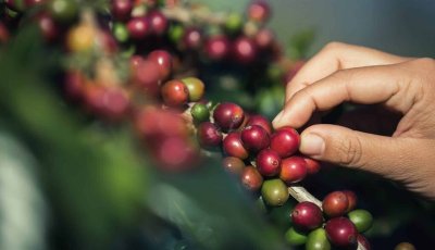 Lançamento das Rotas do Café de São Paulo será realizado em Franca