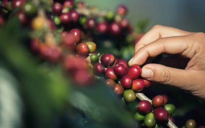 Lançamento das Rotas do Café de São Paulo será realizado em Franca