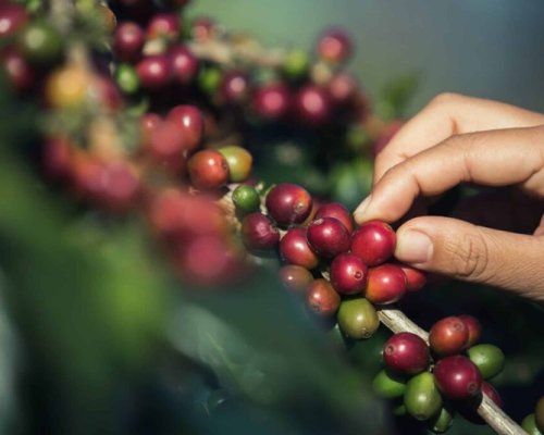 Lançamento das Rotas do Café de São Paulo será realizado em Franca