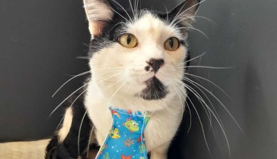 ShoppingSantaÚrsula promove encontros para adoção de cães e gatos em outubro