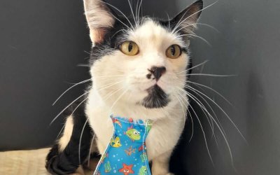 ShoppingSantaÚrsula promove encontros para adoção de cães e gatos em outubro