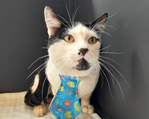 ShoppingSantaÚrsula promove encontros para adoção de cães e gatos em outubro