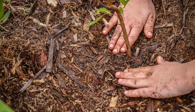 ArboreSer inicia nova temporada de plantio em Ribeirão Preto