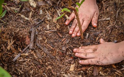 ArboreSer inicia nova temporada de plantio em Ribeirão Preto