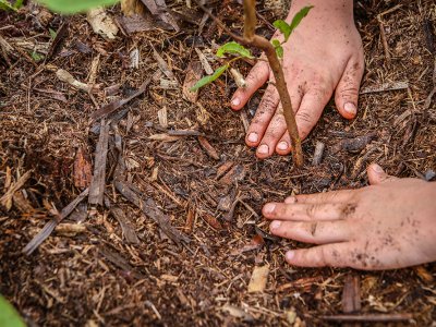 ArboreSer inicia nova temporada de plantio em Ribeirão Preto