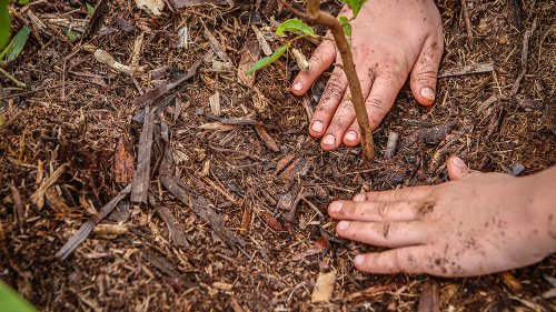 ArboreSer inicia nova temporada de plantio em Ribeirão Preto