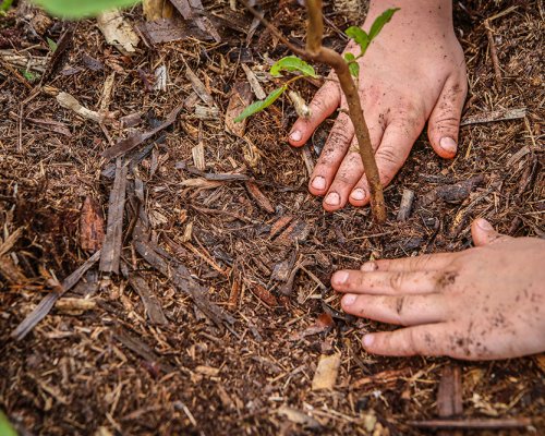 ArboreSer inicia nova temporada de plantio em Ribeirão Preto