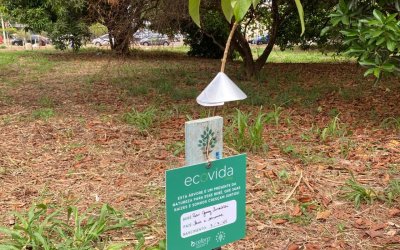 ArboreSer planta 50 mudas no bairro Alto da Boa Vista, em Ribeirão Preto