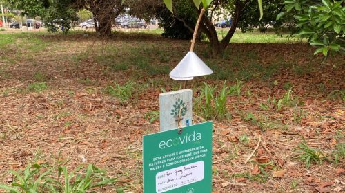 ArboreSer planta 50 mudas no bairro Alto da Boa Vista, em Ribeirão Preto