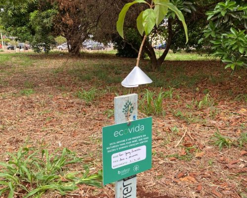 ArboreSer planta 50 mudas no bairro Alto da Boa Vista, em Ribeirão Preto