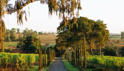 Vinícola Biagi, localizada em Cravinhos (SP), inaugura Osteria Elisabetta neste sábado  