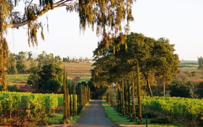 Vinícola Biagi, localizada em Cravinhos (SP), inaugura Osteria Elisabetta neste sábado  