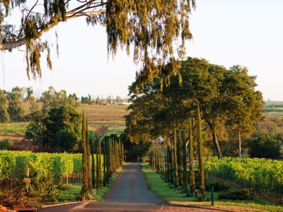 Vinícola Biagi, localizada em Cravinhos (SP), inaugura Osteria Elisabetta neste sábado  