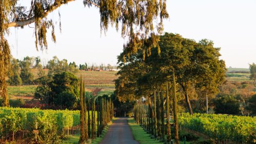 Vinícola Biagi, localizada em Cravinhos (SP), inaugura Osteria Elisabetta neste sábado  