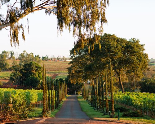 Vinícola Biagi, localizada em Cravinhos (SP), inaugura Osteria Elisabetta neste sábado  