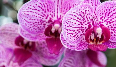 Ribeirão Preto recebe Festival das Orquídeas com entrada gratuita, workshops e flores diretos de Holambra