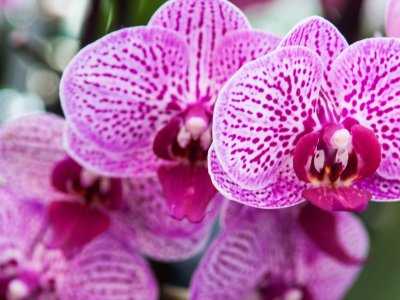 Ribeirão Preto recebe Festival das Orquídeas com entrada gratuita, workshops e flores diretos de Holambra