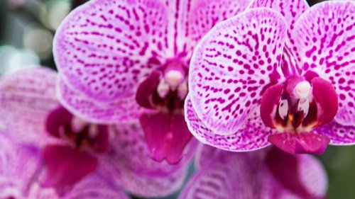 Ribeirão Preto recebe Festival das Orquídeas com entrada gratuita, workshops e flores diretos de Holambra