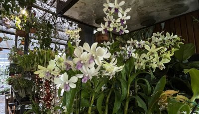 Festival das Orquídeas segue até sábado em Ribeirão Preto com entrada gratuita e flores direto de Holambra