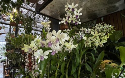 Festival das Orquídeas segue até sábado em Ribeirão Preto com entrada gratuita e flores direto de Holambra
