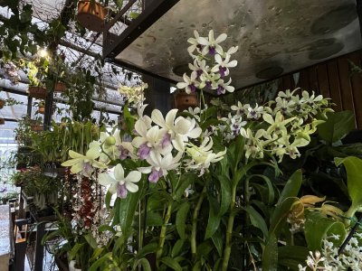Festival das Orquídeas segue até sábado em Ribeirão Preto com entrada gratuita e flores direto de Holambra