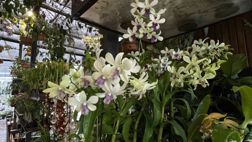 Festival das Orquídeas segue até sábado em Ribeirão Preto com entrada gratuita e flores direto de Holambra