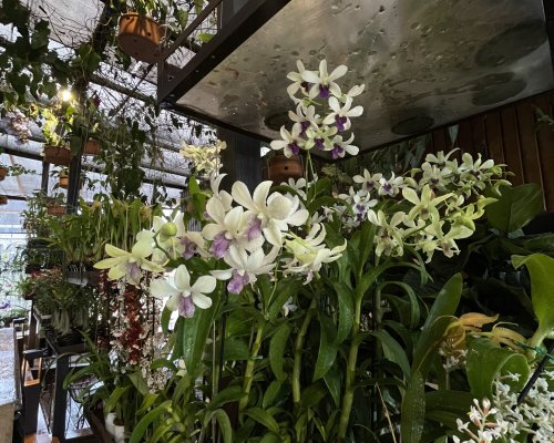 Festival das Orquídeas segue até sábado em Ribeirão Preto com entrada gratuita e flores direto de Holambra
