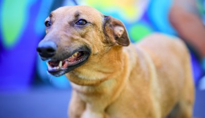 Feira de adoção oferece mais de 150 cães e gatos em Ribeirão Preto