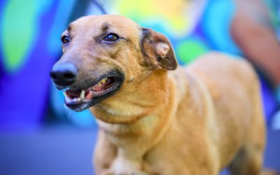 Feira de adoção oferece mais de 150 cães e gatos em Ribeirão Preto