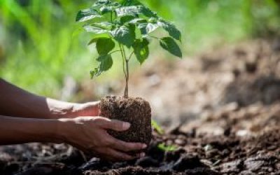 Pafil Empreendimentos planta árvores nativas em área de preservação em Ribeirão Preto