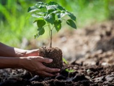 Pafil Empreendimentos planta árvores nativas em área de preservação em Ribeirão Preto