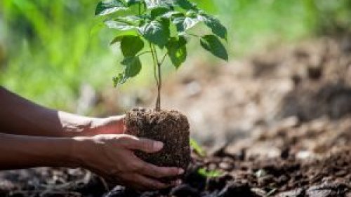 Pafil Empreendimentos planta árvores nativas em área de preservação em Ribeirão Preto
