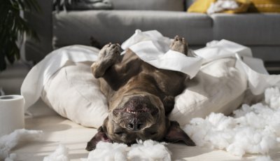 Pets em casa? Confira dicas de limpeza