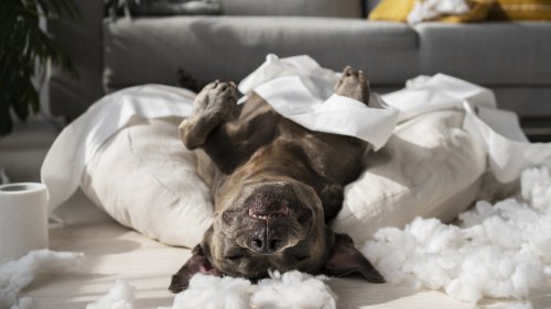 Pets em casa? Confira dicas de limpeza