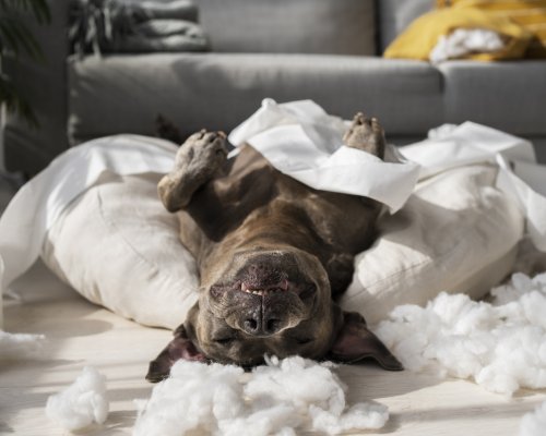 Pets em casa? Confira dicas de limpeza