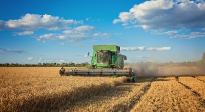 Harvesting combine in the field cropping cereal field