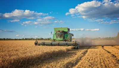 Harvesting combine in the field cropping cereal field