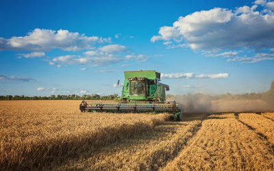 Harvesting combine in the field cropping cereal field