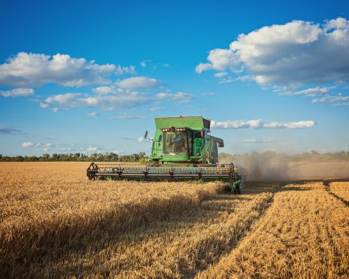 Harvesting combine in the field cropping cereal field