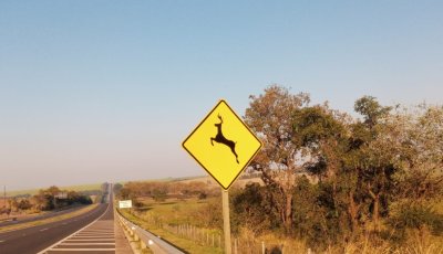 Tem animal na pista? Saiba o que fazer