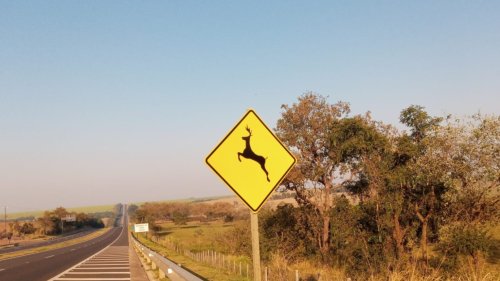 Tem animal na pista? Saiba o que fazer