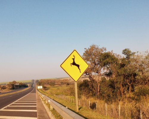 Tem animal na pista? Saiba o que fazer