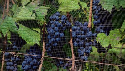 Vinícolas paulistas celebram a vindima com experiências de enoturismo na safra de inverno